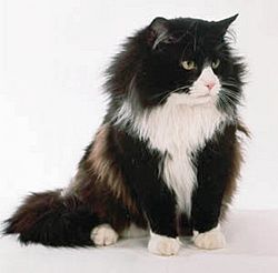 Black and white Norwegian Forest Cat