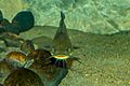 Black bullhead 01