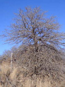 Blackjack and little bluestem