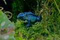 Blue Poison Dart Frog - Singapore Zoo