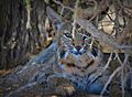 Bobcat at Sonny Bono National Wildlife Refuge (8816751130)