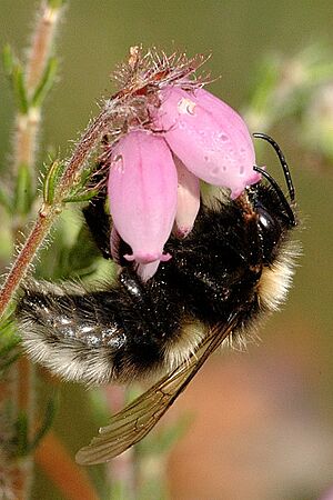 Bombus.barbutellus.-.lindsey