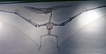 Boston Pteranodon