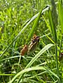 Brood X cicada Columbus Ohio 05212021