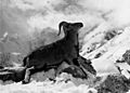 Bundesarchiv Bild 135-S-06-24-35, Tibetexpedition, Erlegter Blauschafwidder
