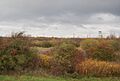Bushes, West Thurrock Marshes - geograph.org.uk - 1594209