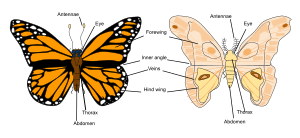 Butterfly vs moth anatomy