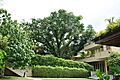 Calophyllum inophyllum, SBG