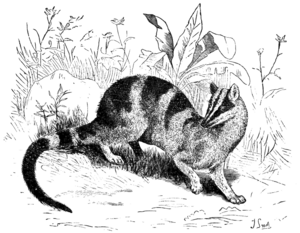 Cambridge Natural History Mammalia Fig 201