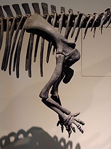 Camptosaurus dispar forelimbs.JPG
