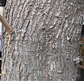 Cannonball tree (Couroupita guianensis) trunk