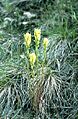 Castilleja lutescens