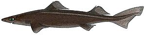 Centrophorus cf acus