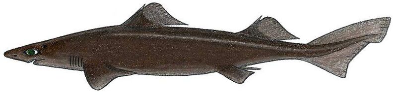 Centrophorus cf acus