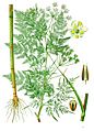 Chaerophyllum bulbosum - Köhler–s Medizinal-Pflanzen-177