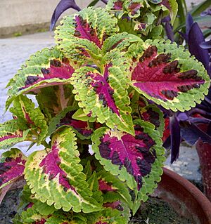 Coleus-1