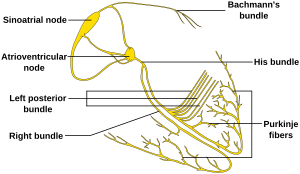 ConductionsystemoftheheartwithouttheHeart-en