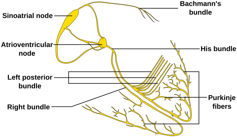 ConductionsystemoftheheartwithouttheHeart-en