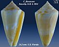 Conus flavescens 4