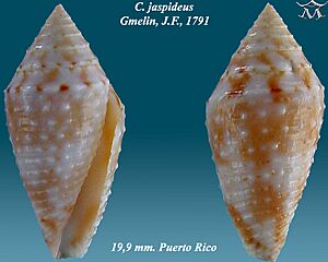 Conus jaspideus 1.jpg