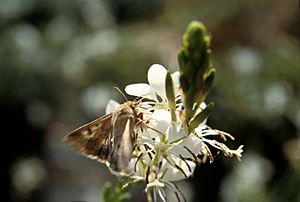 Corn earworm moth
