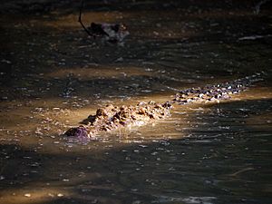 Crocodylus mindorensis by Gregg Yan 02