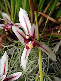 Cymbidium dayanum Orchi 04