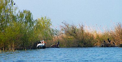Dalmatian Pelican and Great Cormorant in danube delta