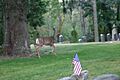 Deer among the dead