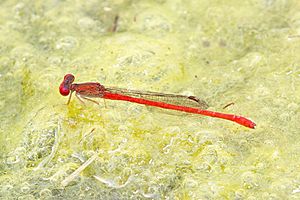 Desert Firetail - Telebasis salva, National Butterfly Center, Mission, Texas - 26358341334.jpg
