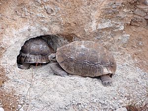 Desert tortoise (Gopherus agassizii) at burrow - 12938853164