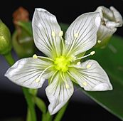 Dionaea muscipula flower 1-2