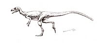 Eoraptor lunensis recon.jpg