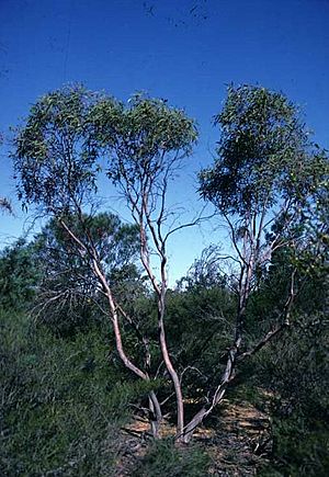 Eucalyptus beardiana habit.jpg