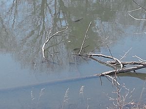 Fish in Vassar Lake, March 2016