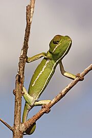 Flap-necked chameleon (Chamaeleo dilepis) female 2