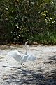 Florida white heron Durante Community Park Longboat Key