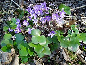 Flower hepatica