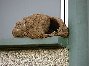 Furnarius nest