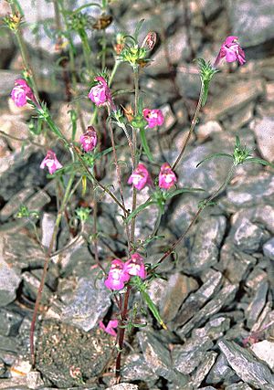 Galeopsis angustifolia1 eF.jpg