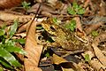 Gladiator treefrog Hypsiboas rosenbergi (Boulenger, 1898)