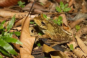 Gladiator treefrog Hypsiboas rosenbergi (Boulenger, 1898).jpg