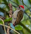 Grey Woodpecker ...Gambia (33190095995), crop