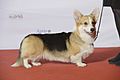 Grupp 1, WELSH CORGI PEMBROKE, BE CH C.I.B. LU CN NL CH Siggen’s Marguerita (23683385973)