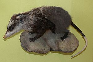 Moonrat Facts for Kids