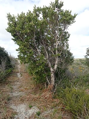 Hakea oleifolia habit