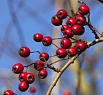 Hawthorn berries (5204238641).jpg