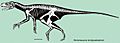 Herrerasaurus skeletal
