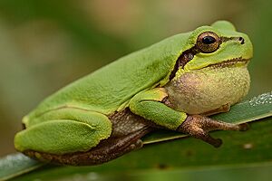 Hyla suweonensis.jpg