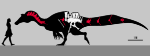 Ichthyovenator laosensis skeletal reconstruction by PaleoGeek